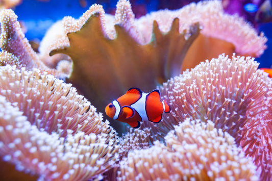 Clown Fish