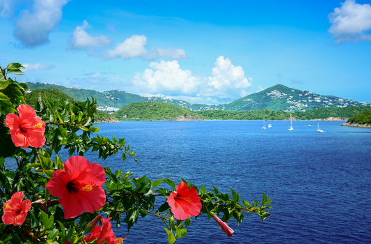 Hibiscus of St. Thomas