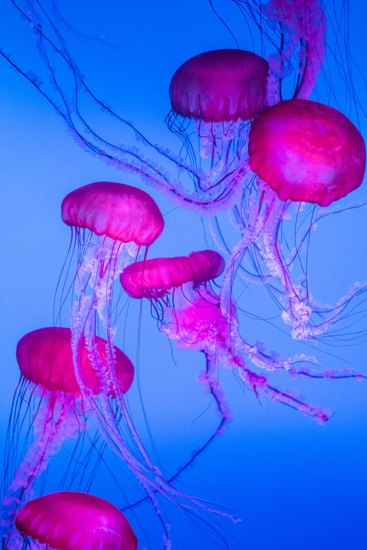 Jellies