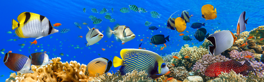 Tropical Fish Pano