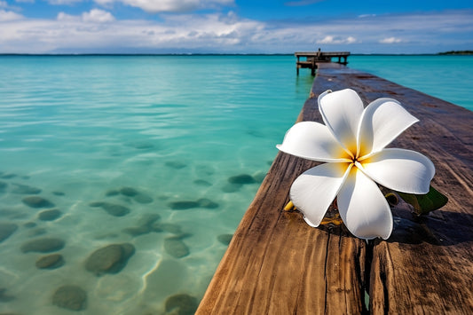 White Plumeria